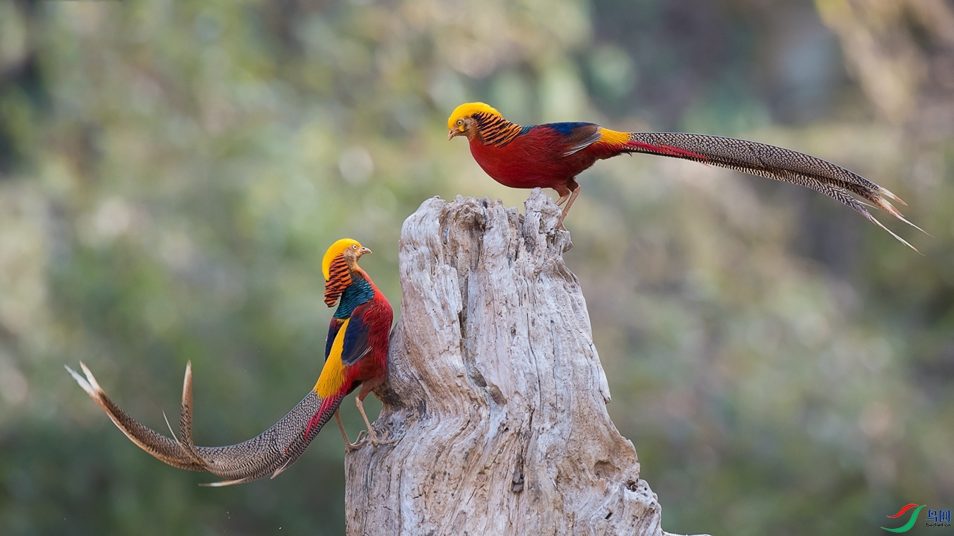 DSC_4915 - ����.jpg