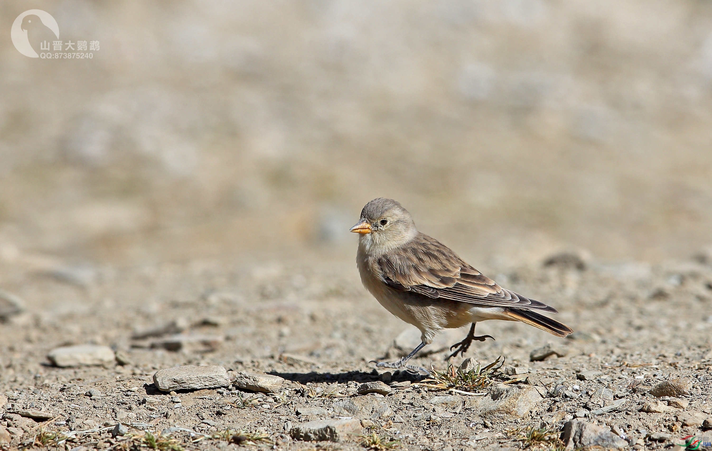 ɽ��������  ��ʦ����������������ɽ�ϵ���.jpg