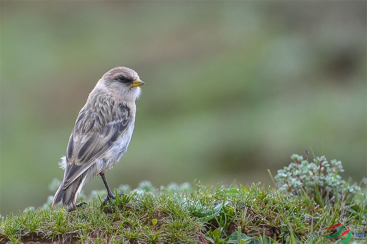 ��ľͷ��  ��ʦ���������������� ��������â����.jpg