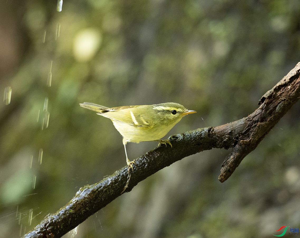 ������L Chinese Leaf Warbler_DSC3674����1.jpg