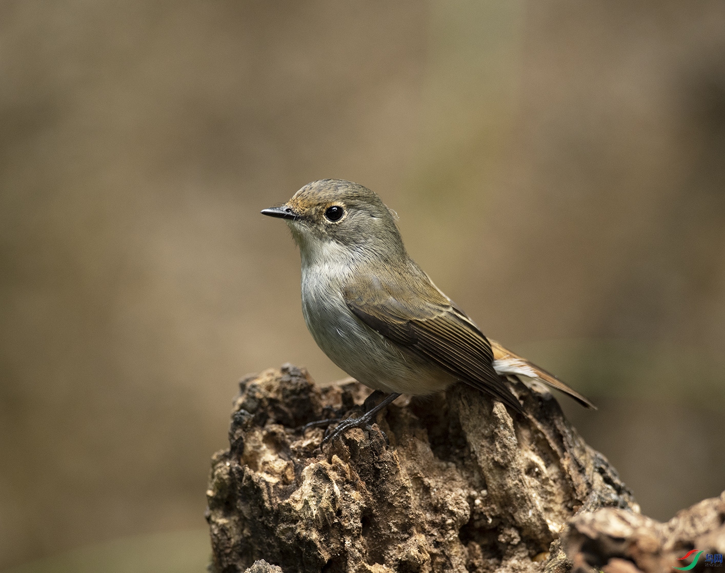 С�߼��O Little Pied Flycatcher_DSC0505����1.jpg