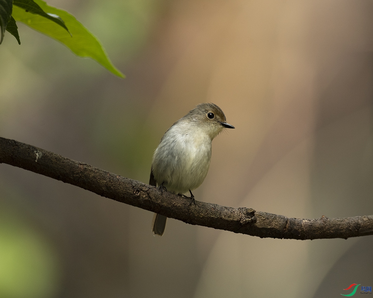 С�߼��O Little Pied Flycatcher_DSC1071����1.jpg
