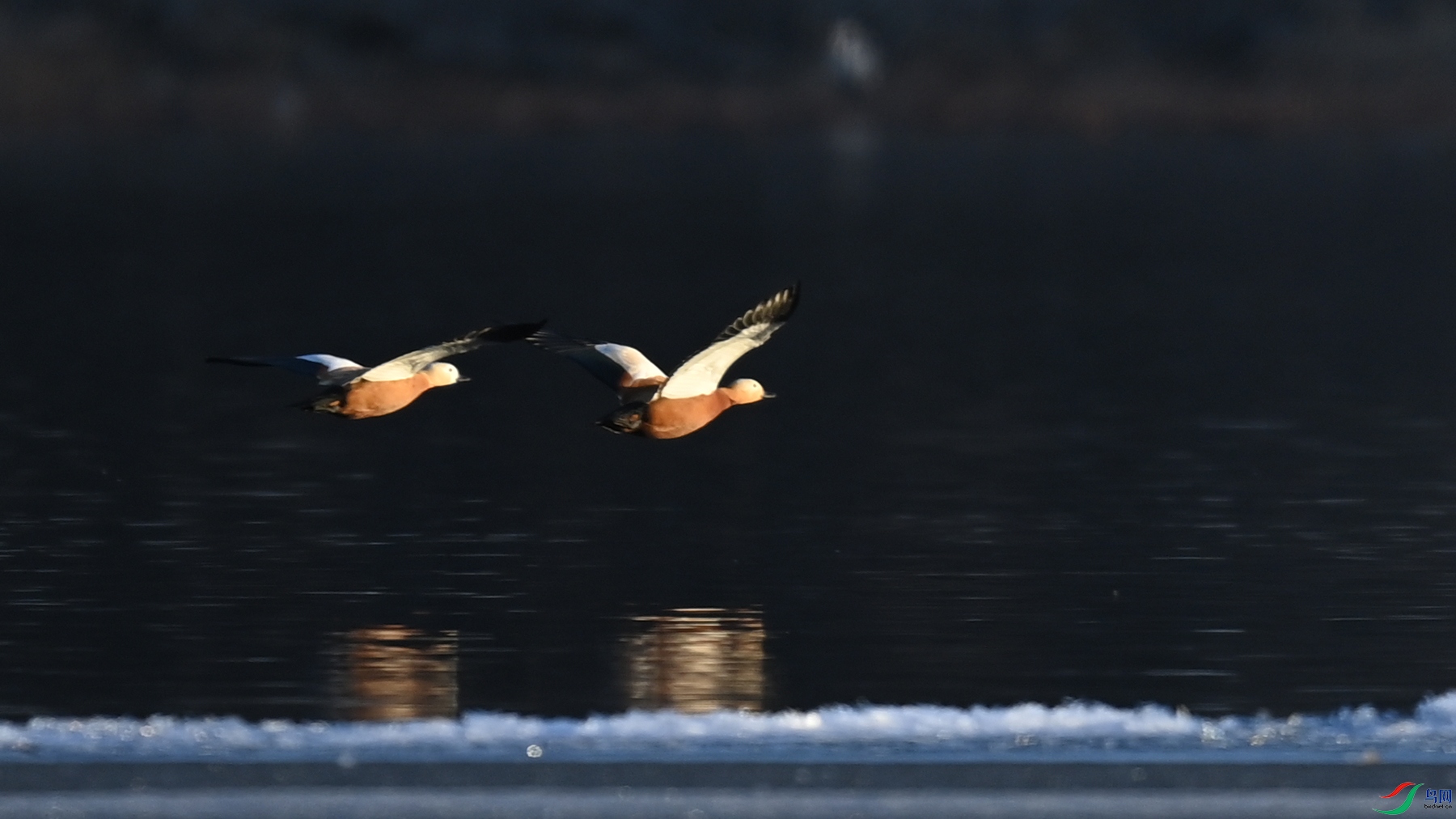 DSC_3572.jpg