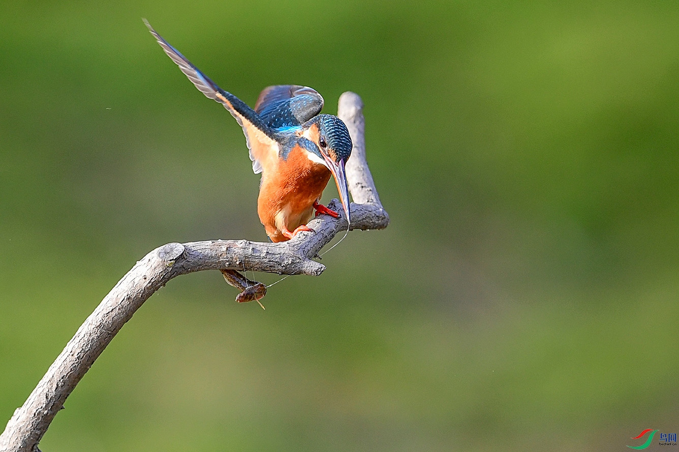 DSC_7218-2.jpg
