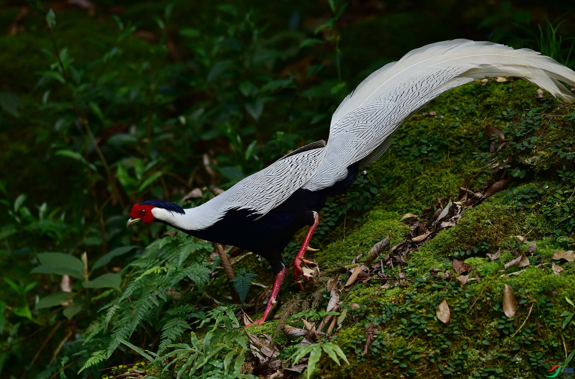 D8I_0606.jpg