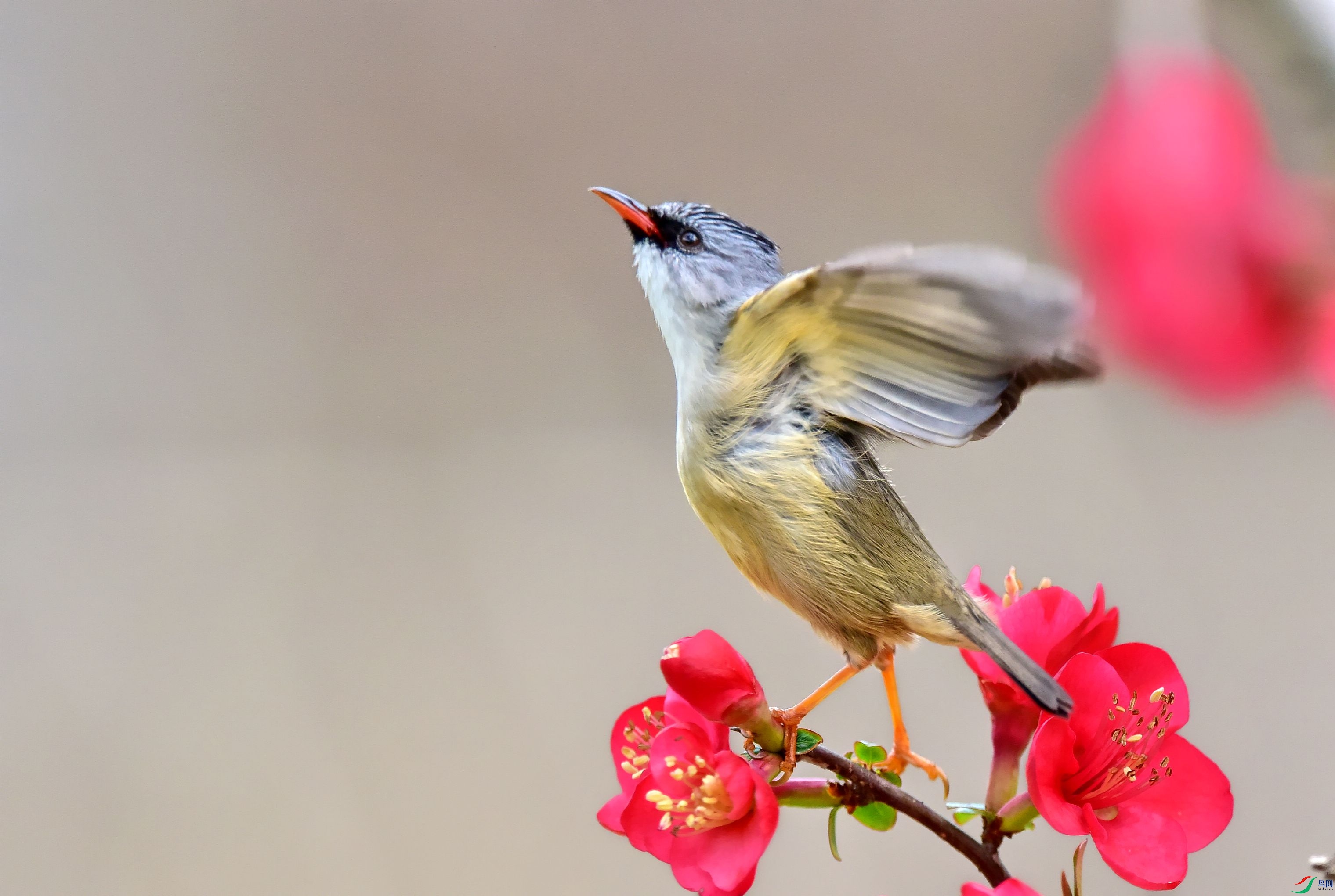 DSC_9301_conew1.jpg