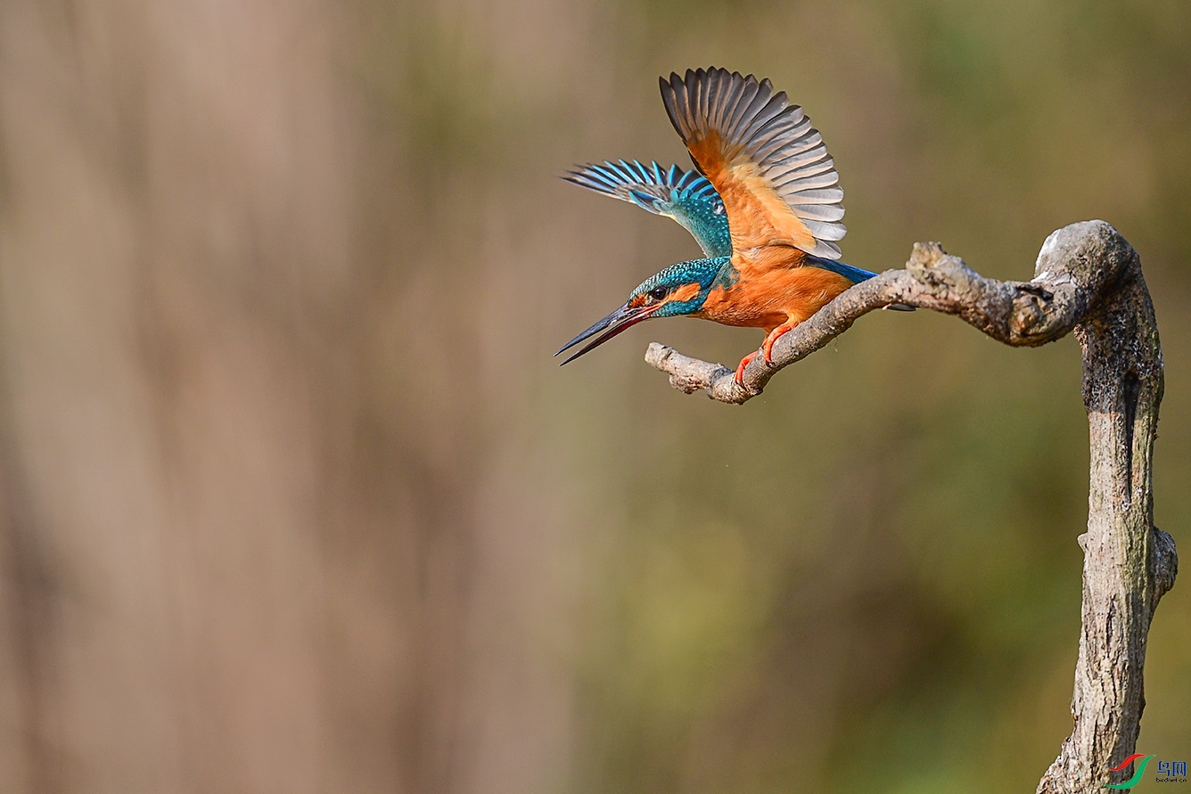 DSC_7351-2.jpg