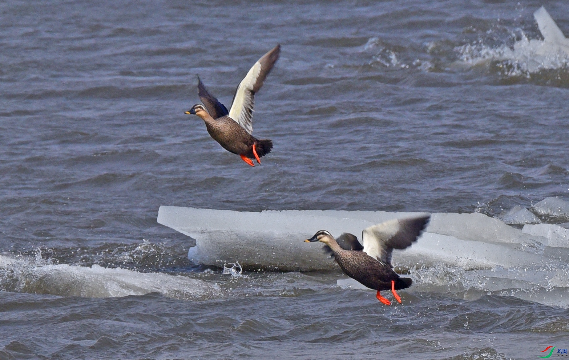 DSC_6847da.jpg