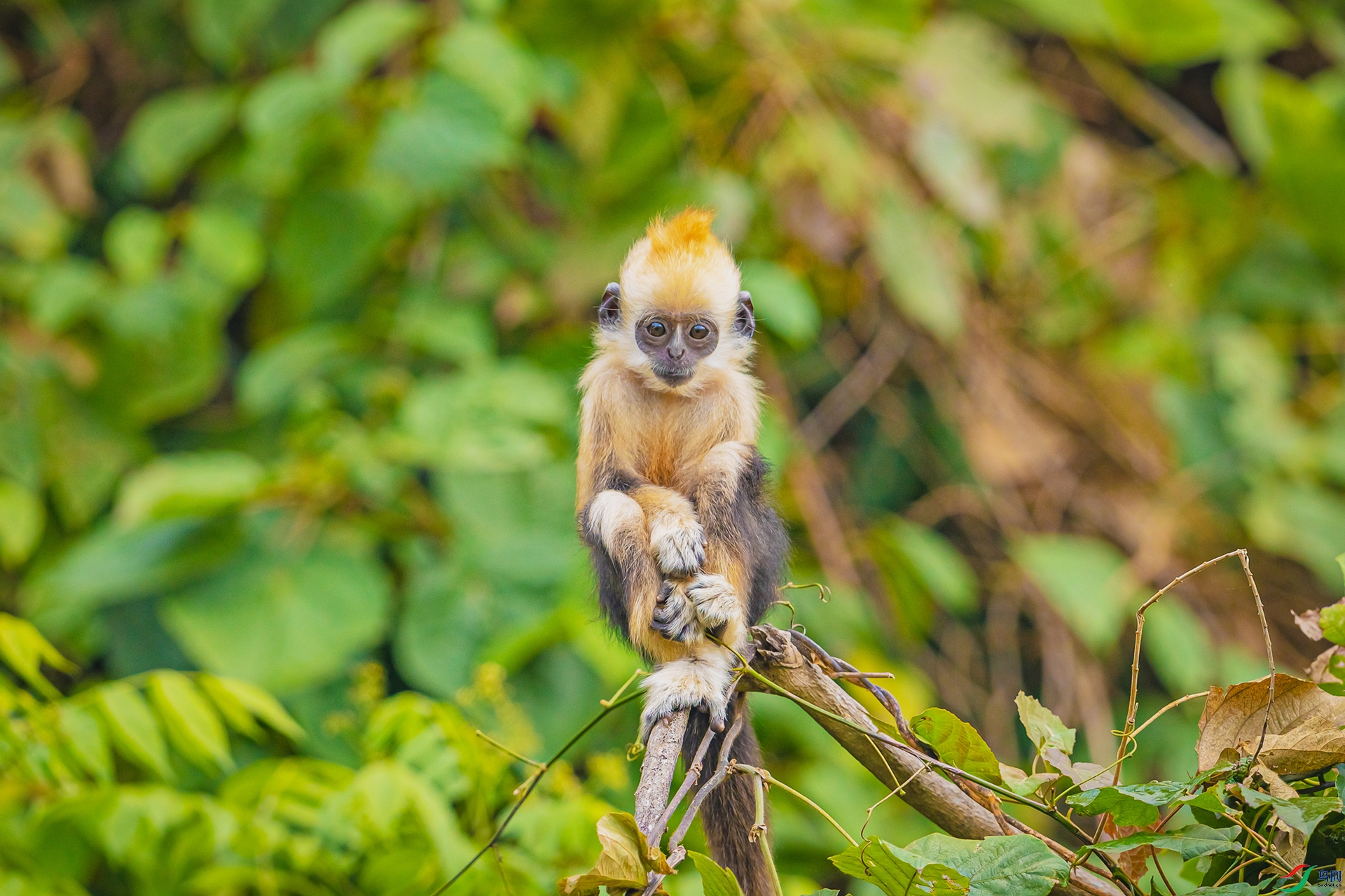 BP1I1651-3 ����.jpg