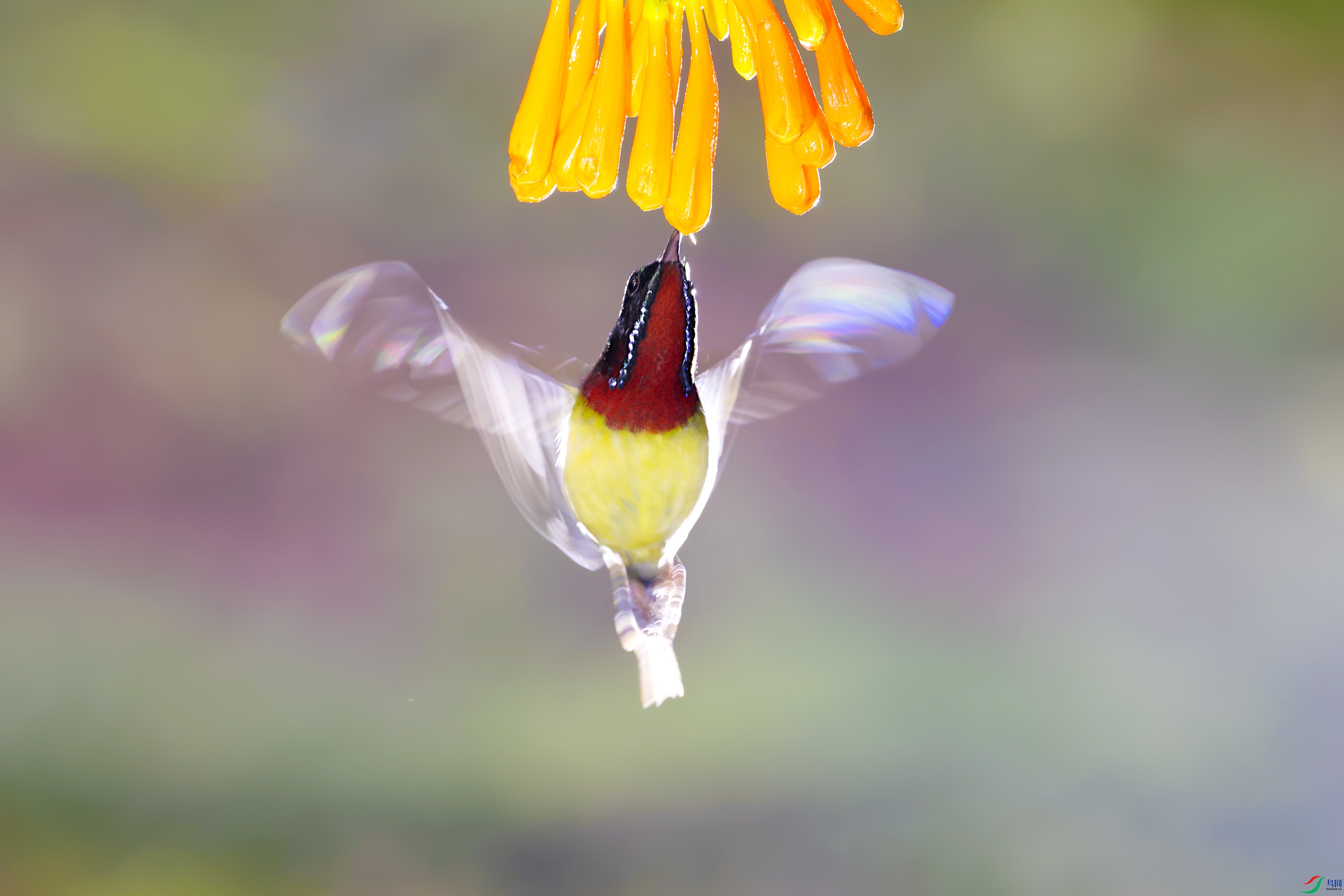 _DSC5704_DxO.jpg