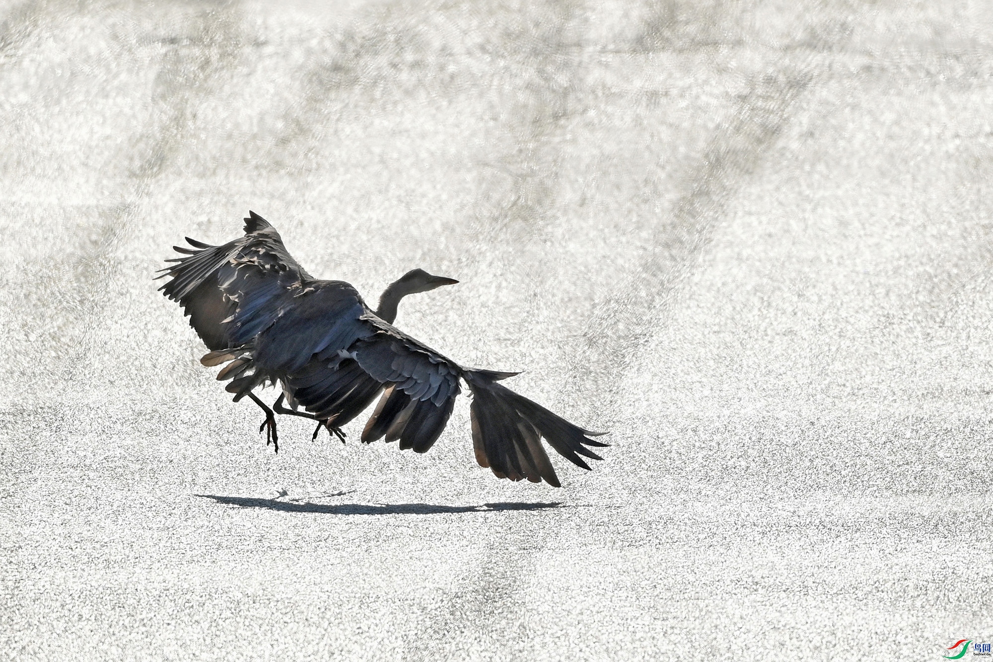 DSC_9708-.jpg