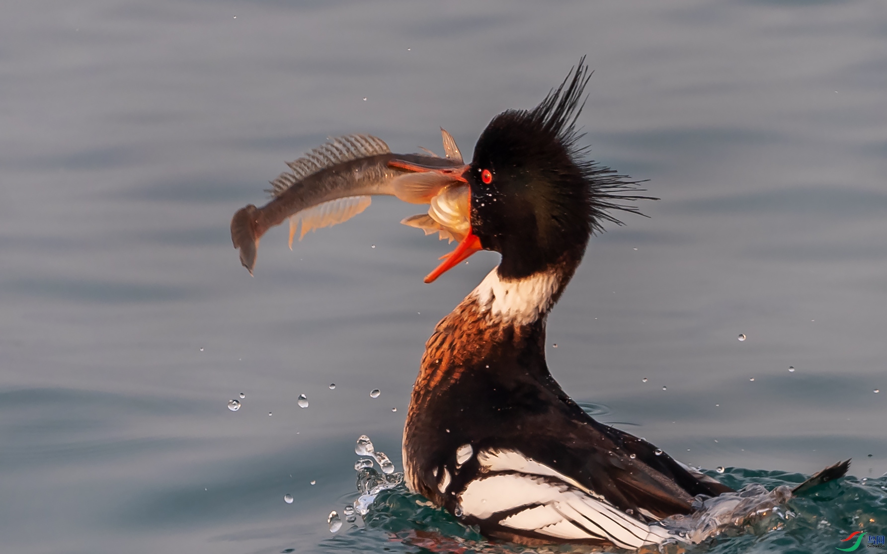 ������ɳѼ