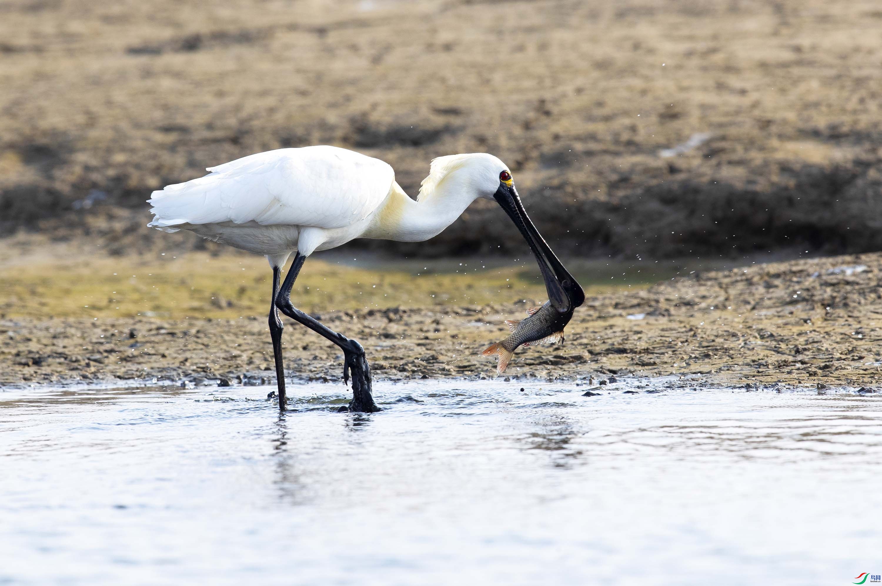 ������ʳ