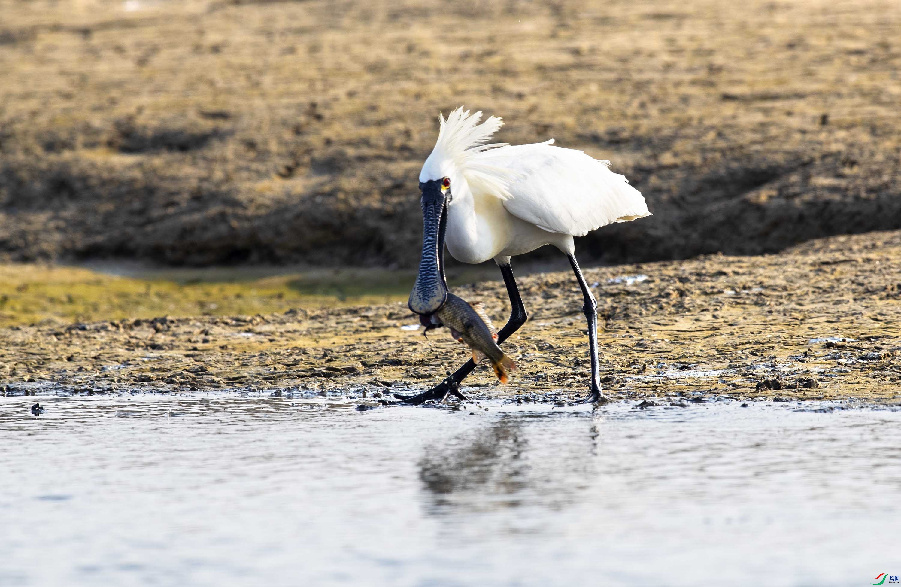 ������ʳ