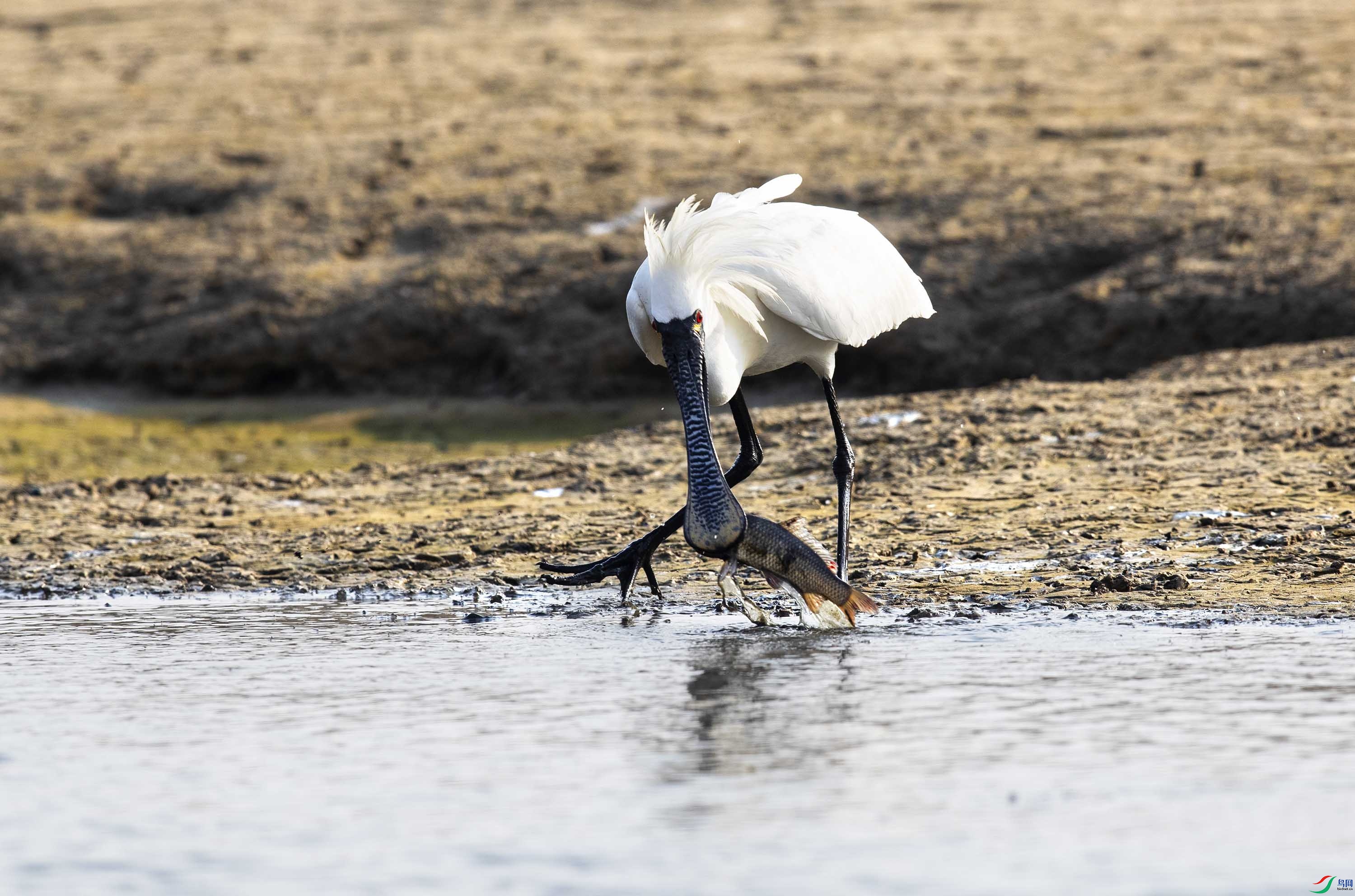 ������ʳ