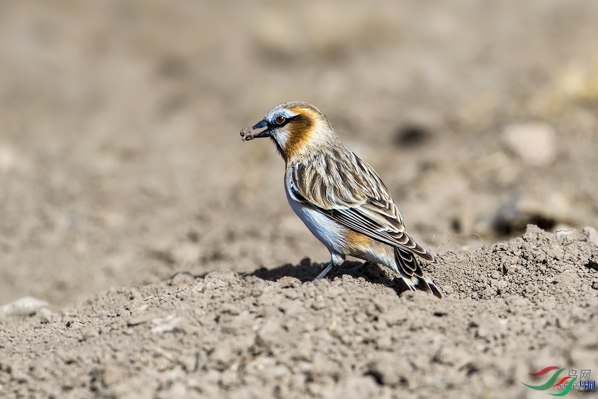 ϣ��  ��ʦ�����ڸ���ʡ���ϲ���������µ����.jpg