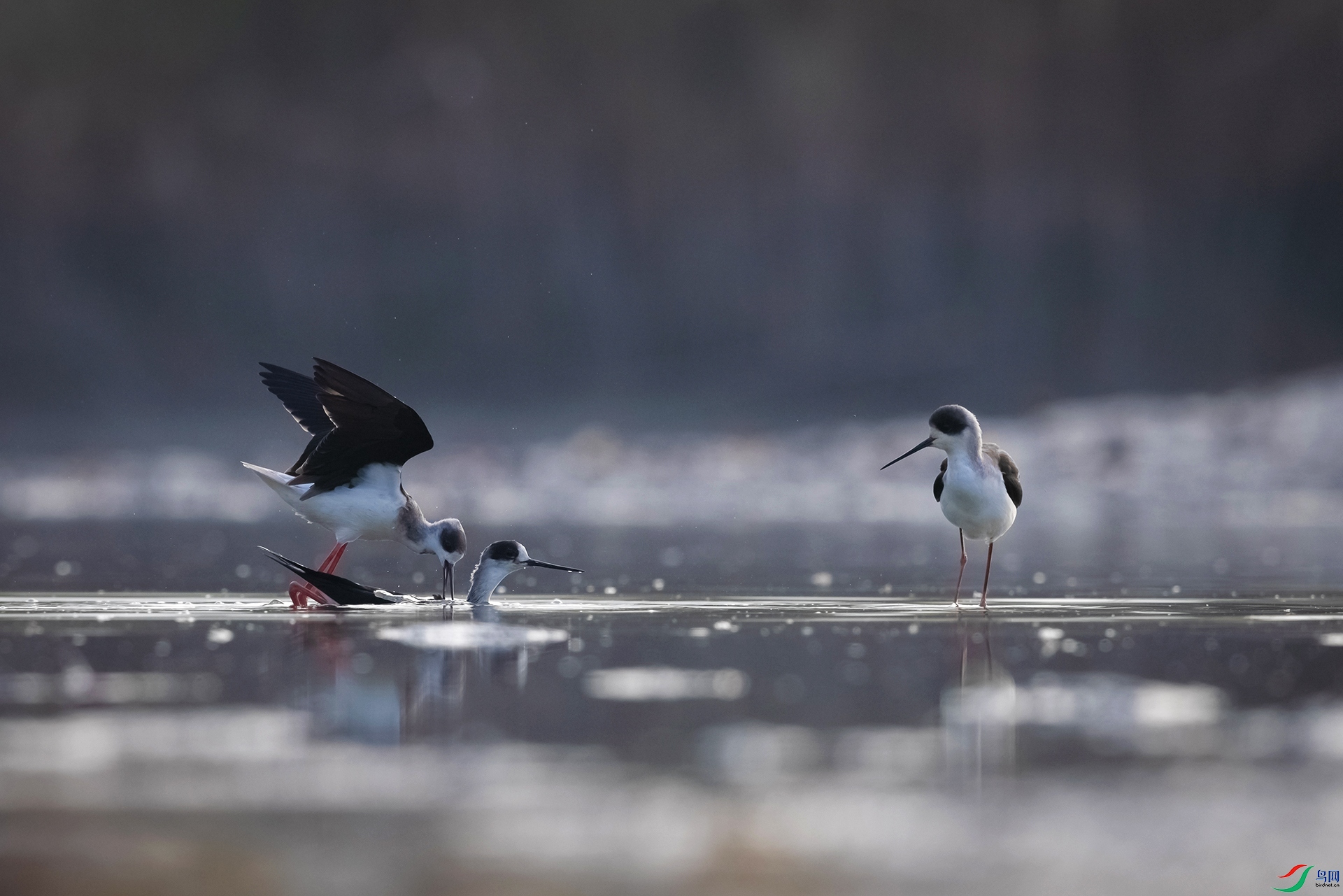 A75A5313 ����.jpg