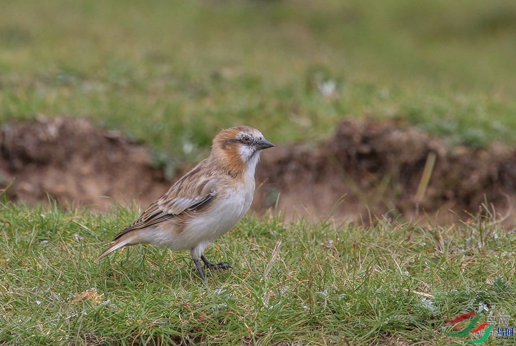 ��������  ��ʦ������������������������â����.jpg