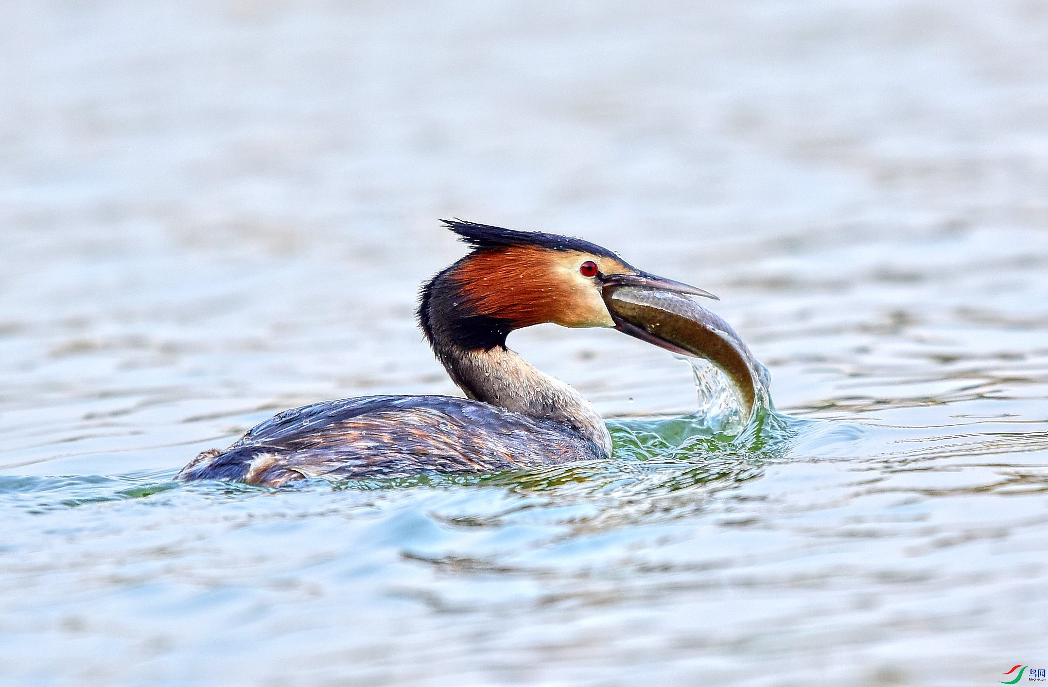 DSC_2063_conew1.jpg