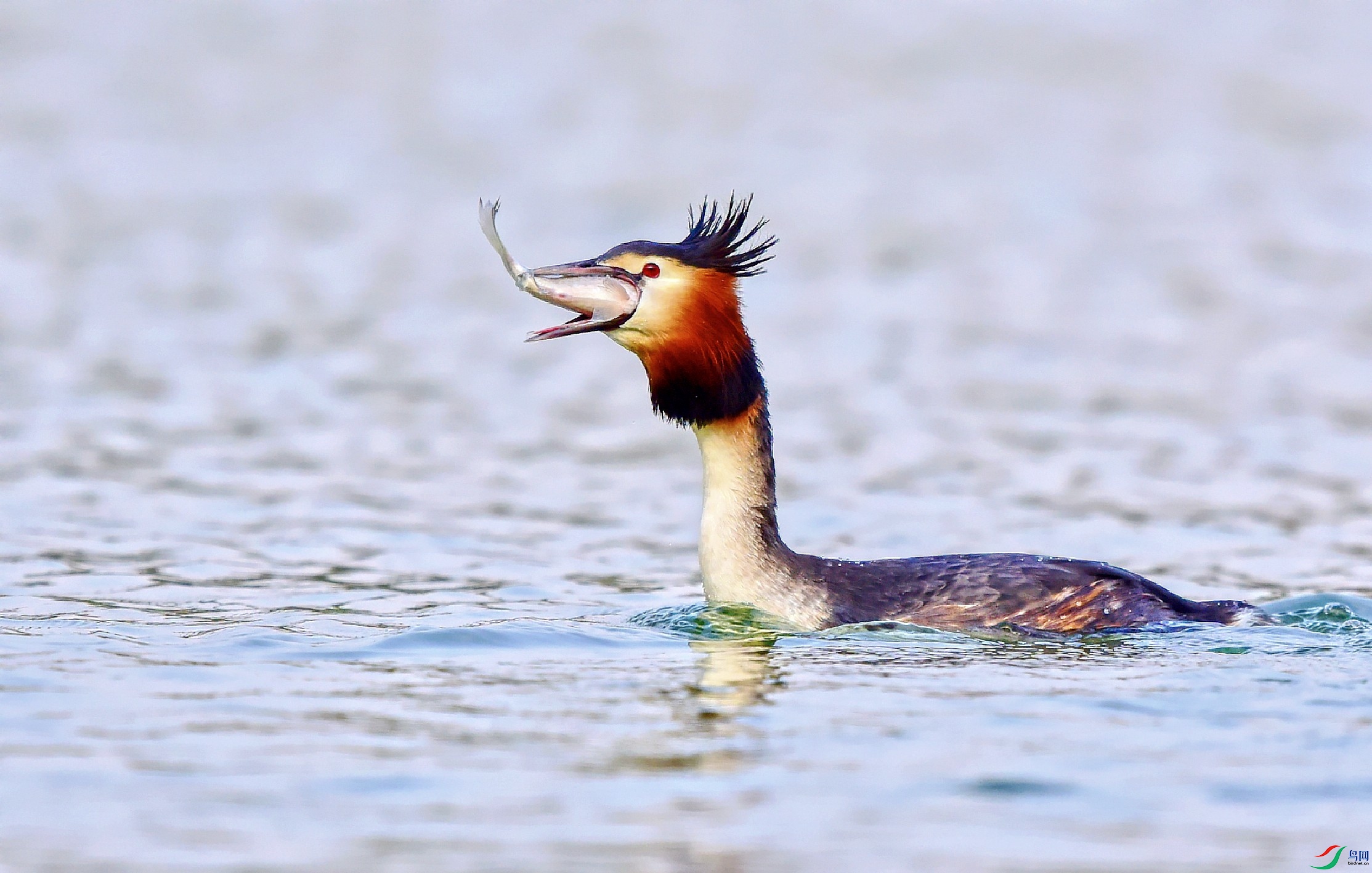 DSC_2107_conew1.jpg