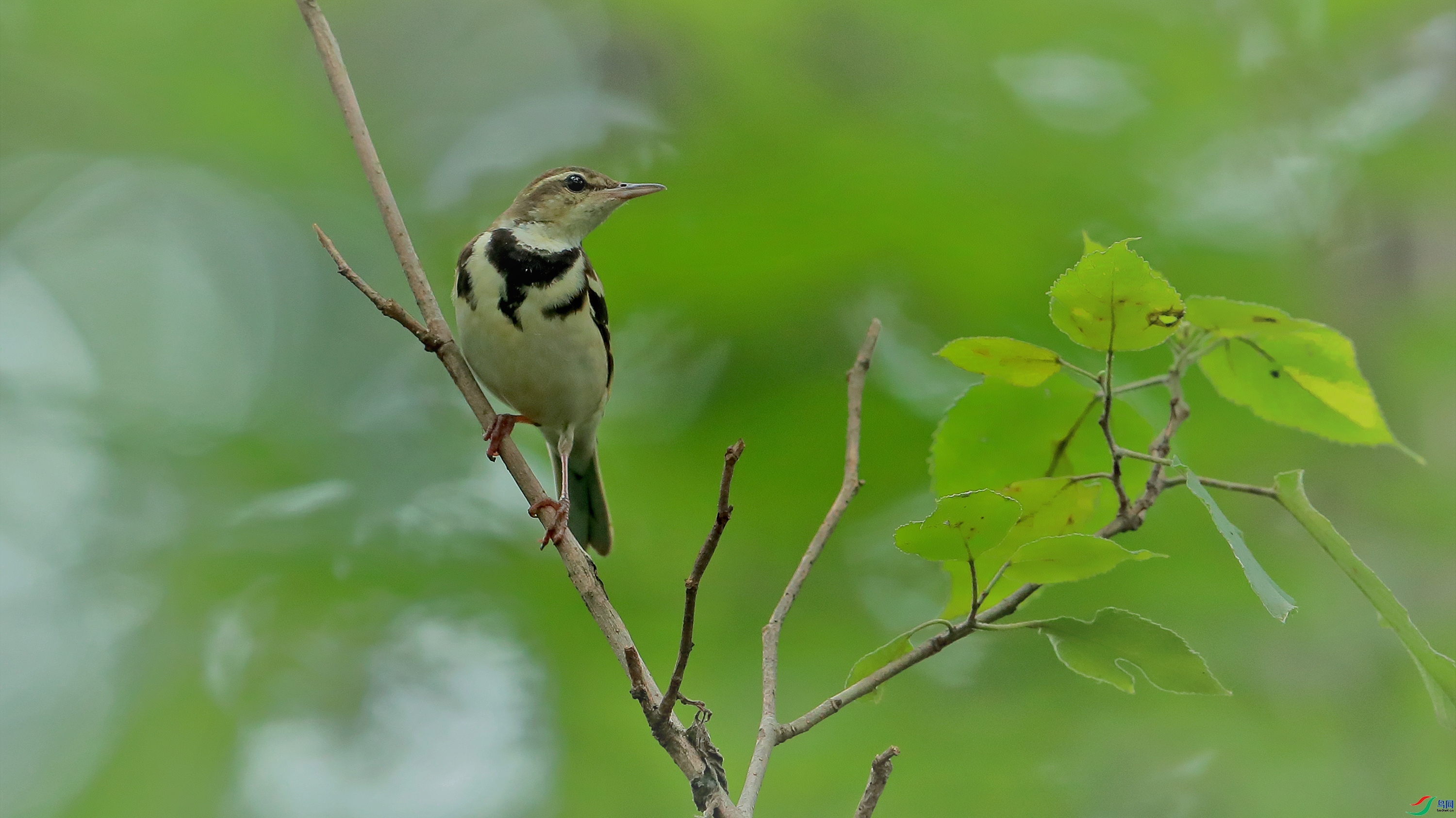 �½���ӥ  ��ʦ�����ں���ʡ��������ɽ��.jpg