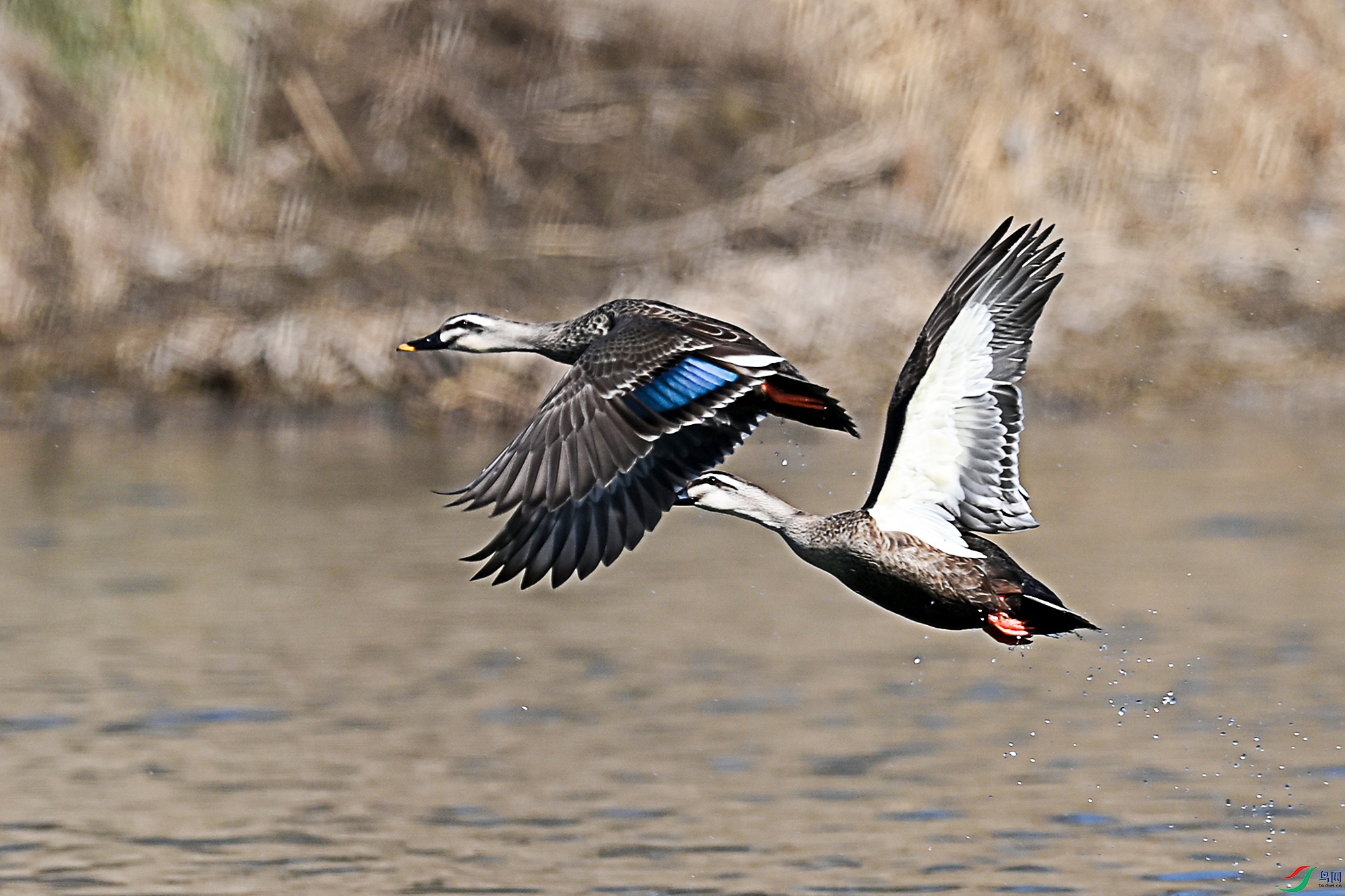 DSC_2824-.jpg