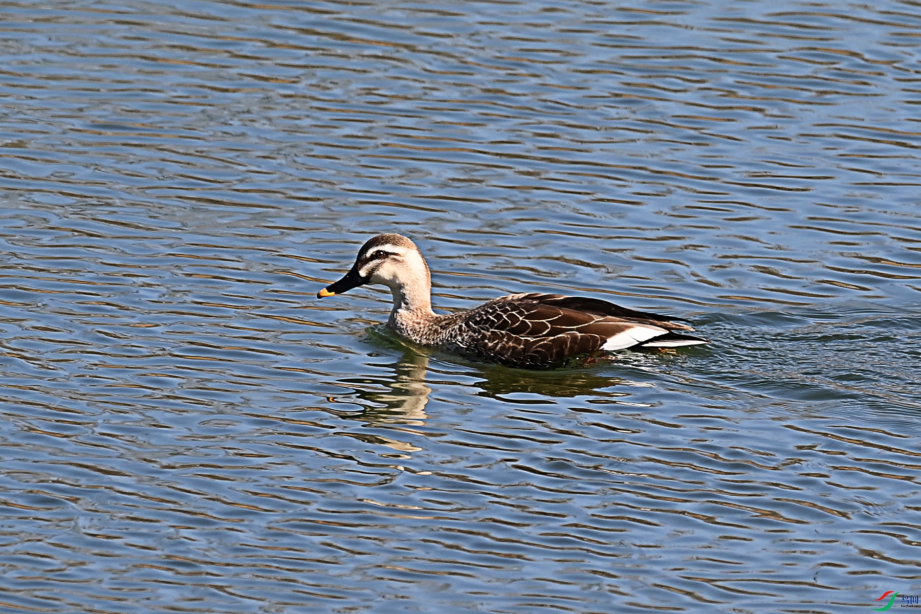 DSC_2776.jpg
