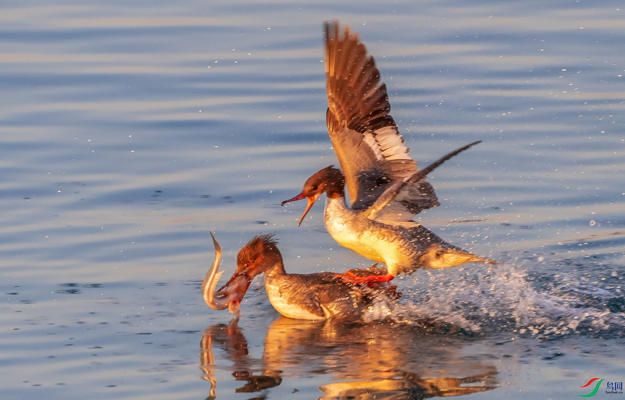 ��������ͨ��ɳѼ