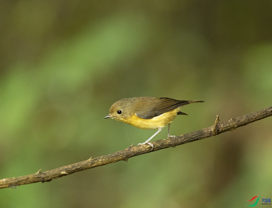٪�{���O Pygmy Flycatcher_DSC5526����1.jpg