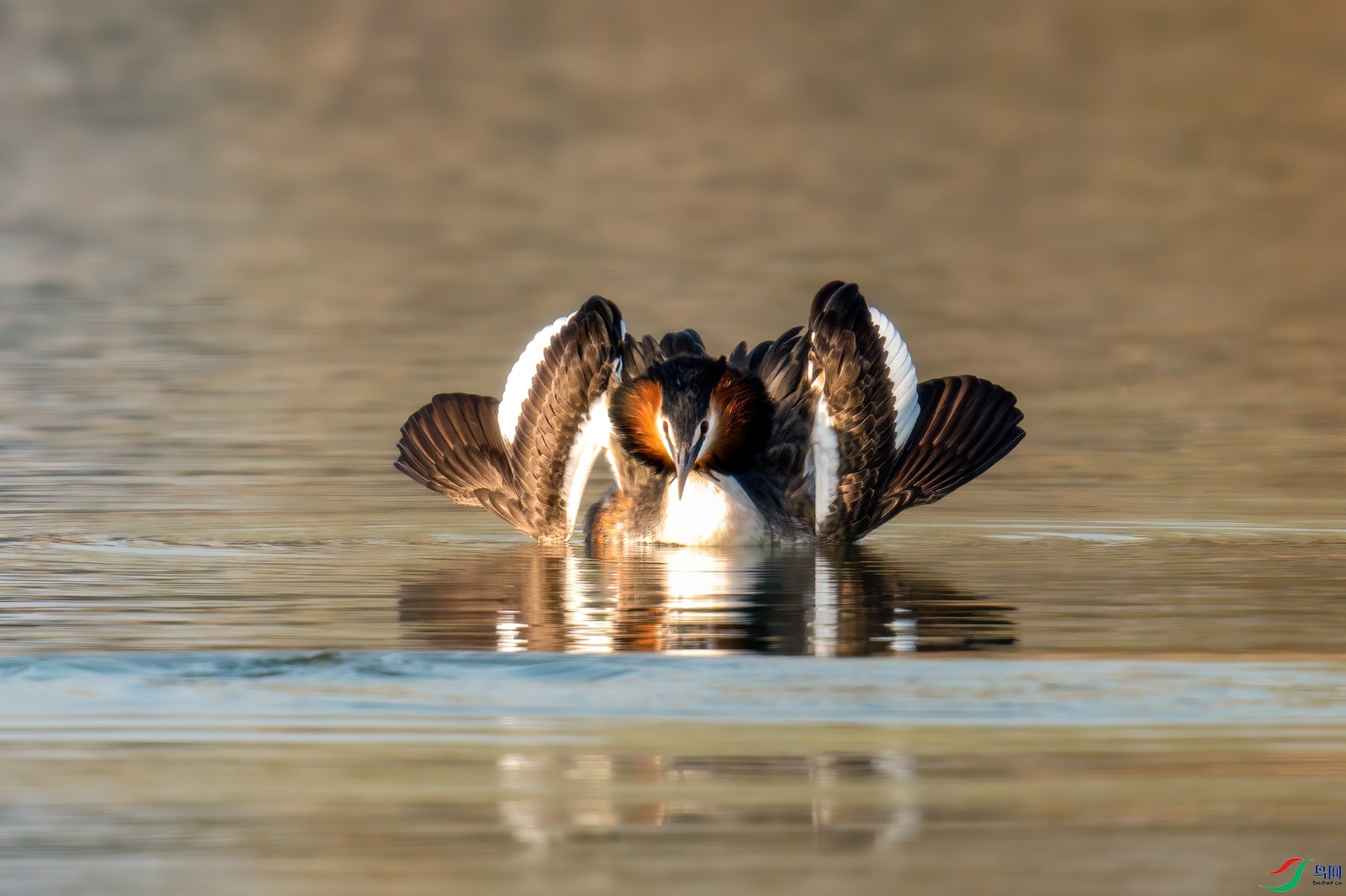 DSC_0896-����ǿ ����_����.jpg