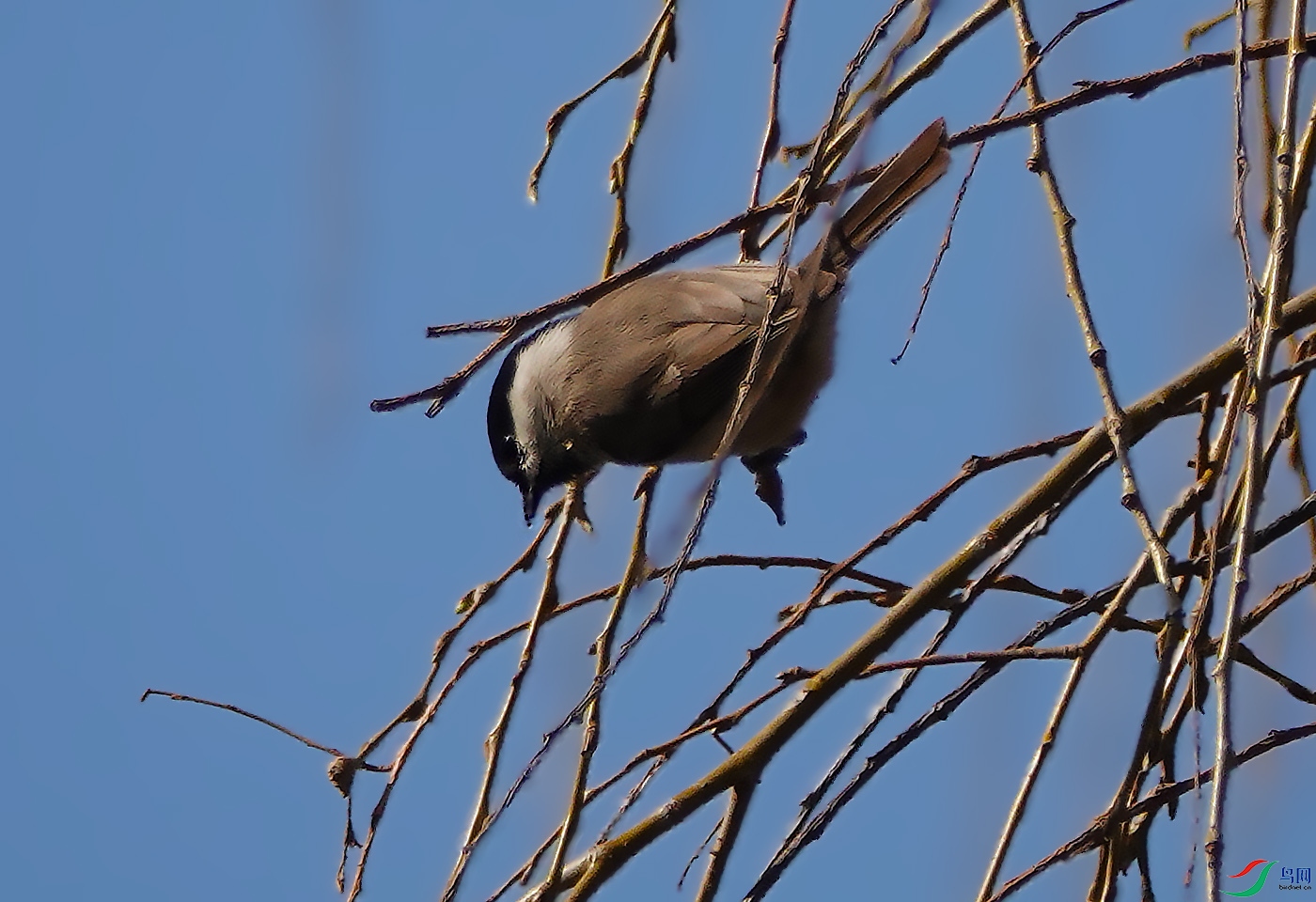 DSC04633 ����.jpg