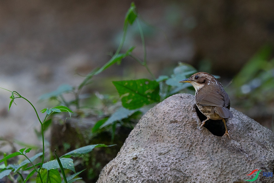 5DSC_6383_DxOa.jpg
