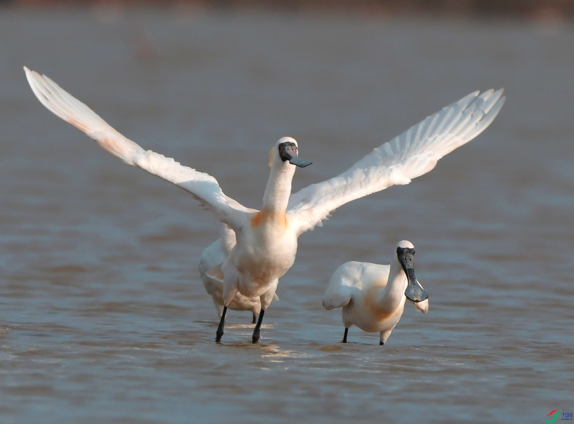 DSC_8529 - ����.JPG