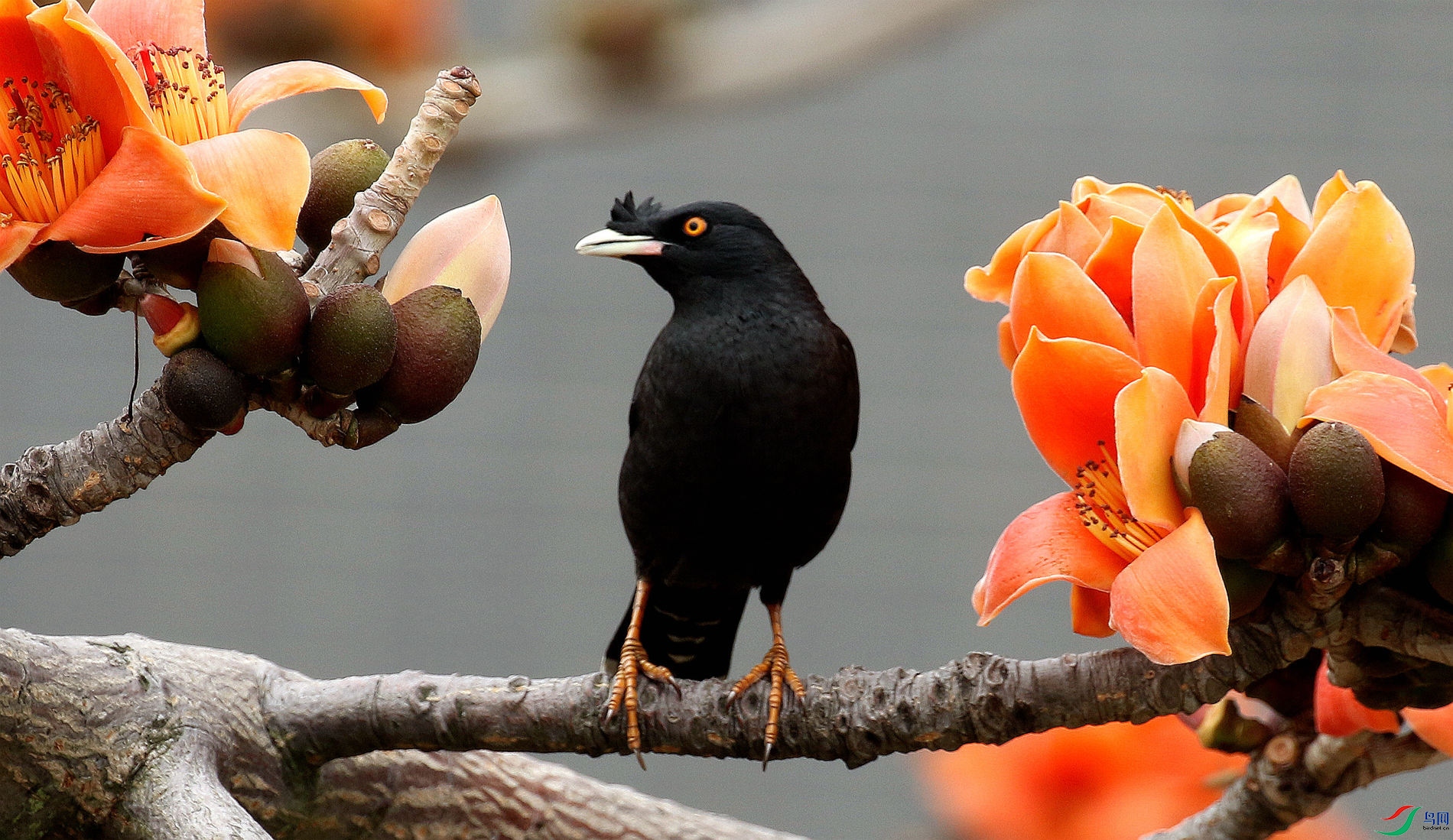 ���Ǻ�����