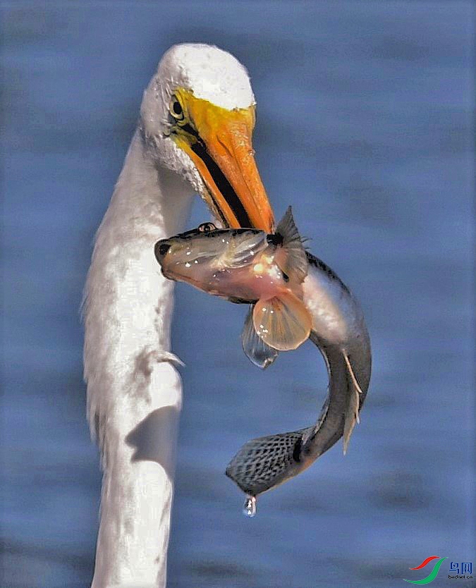 850_7219_22807 (5)PS - ����.jpg