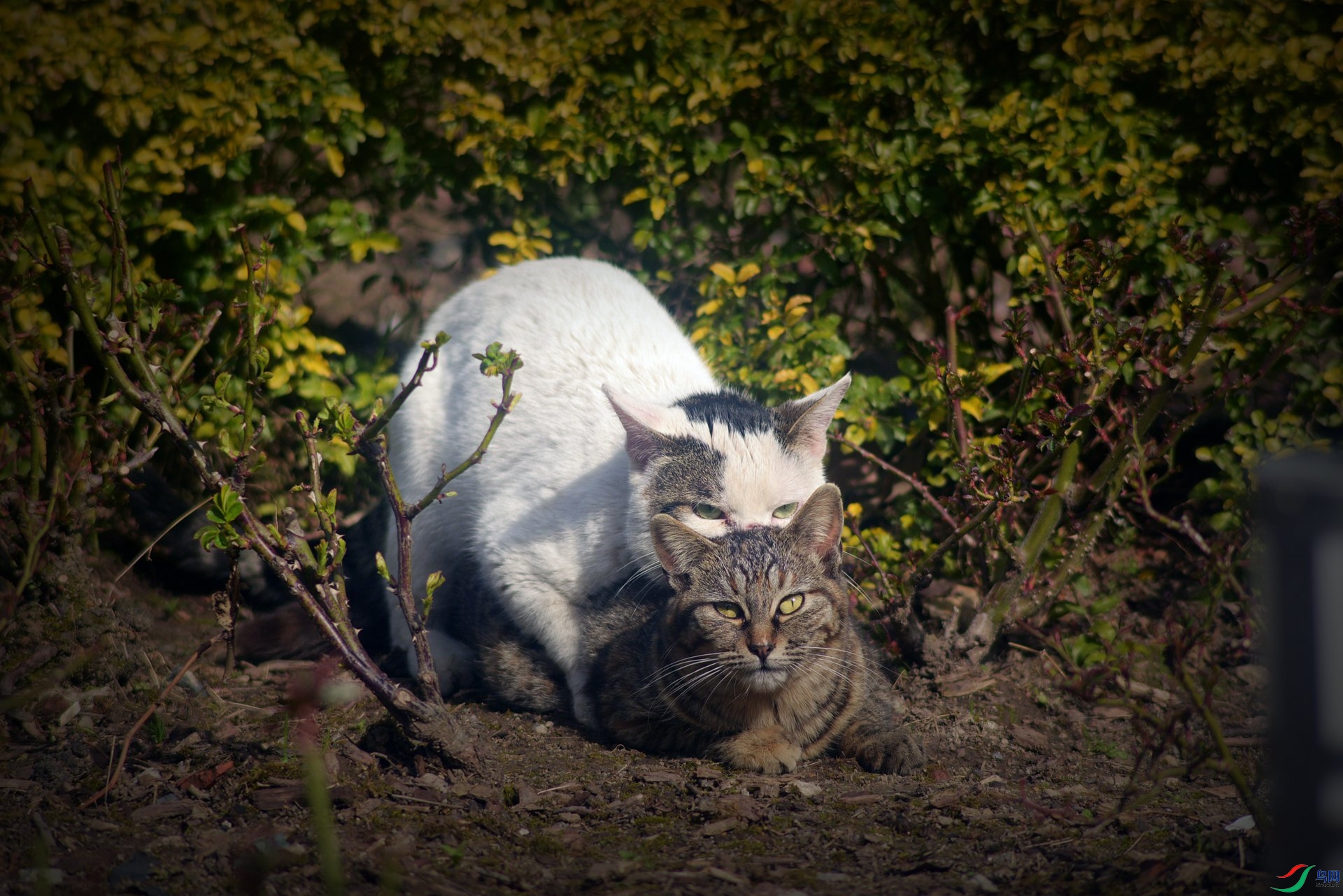 DSC_2237_����.jpg
