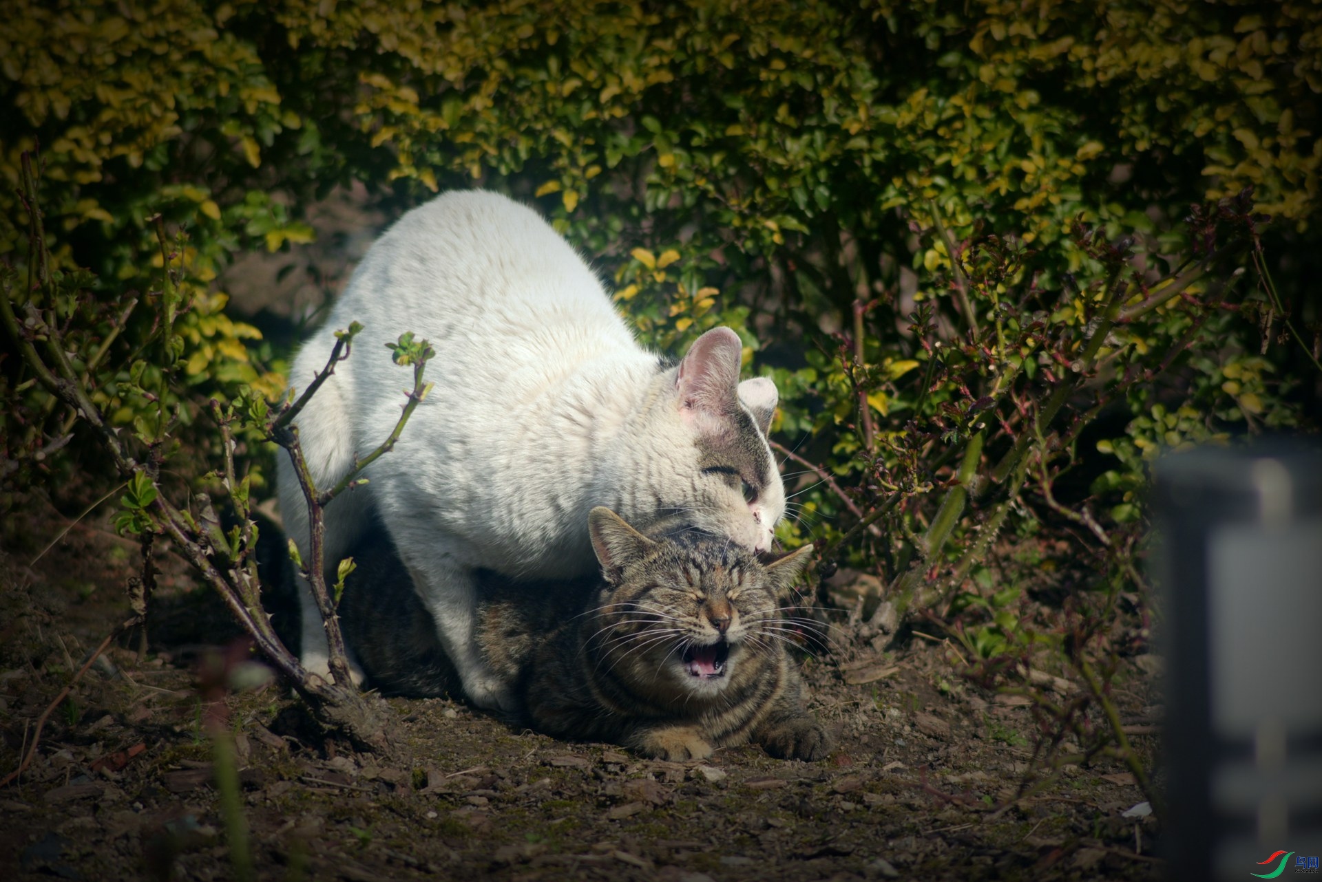 DSC_2246_����.jpg