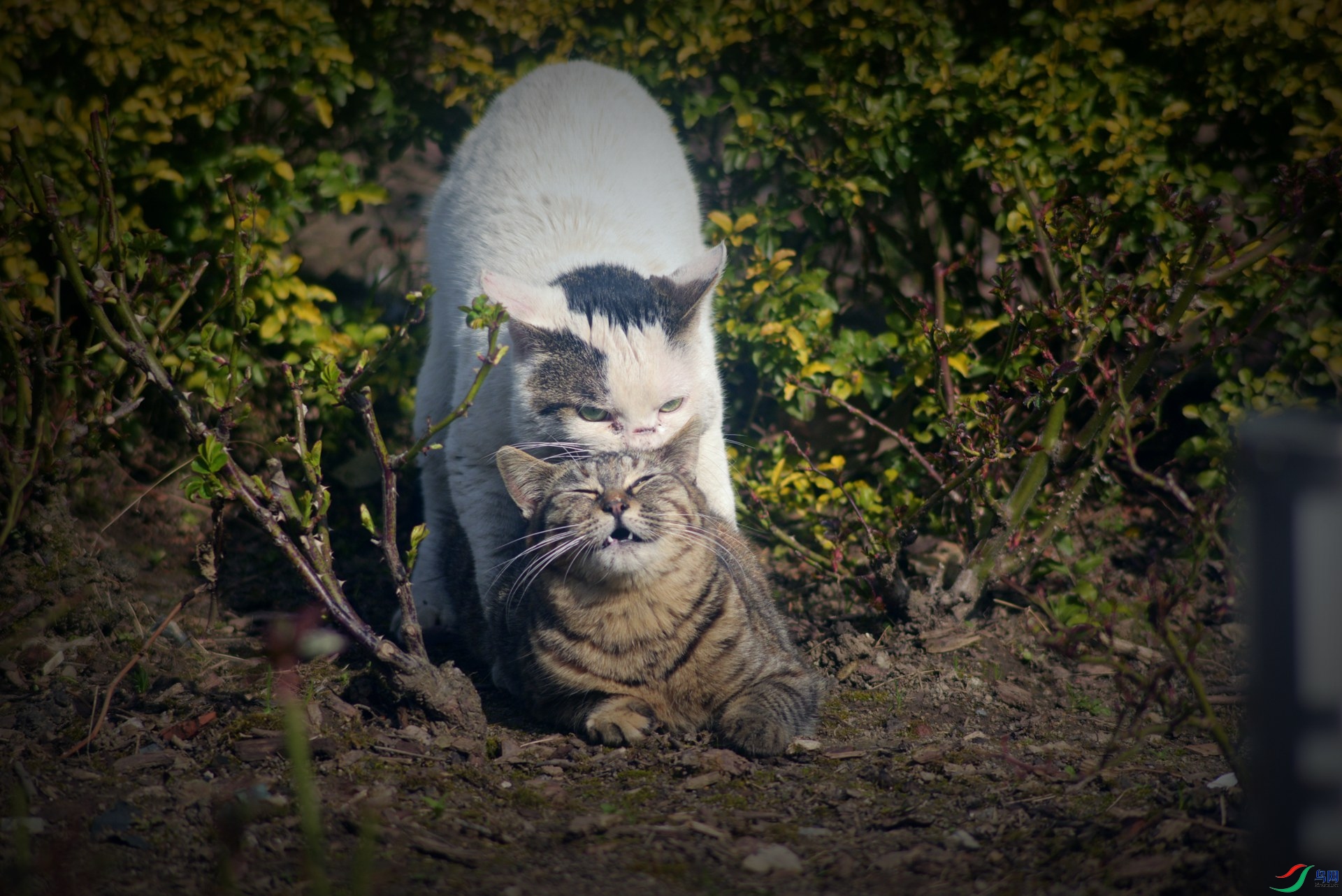 DSC_2251_����.jpg