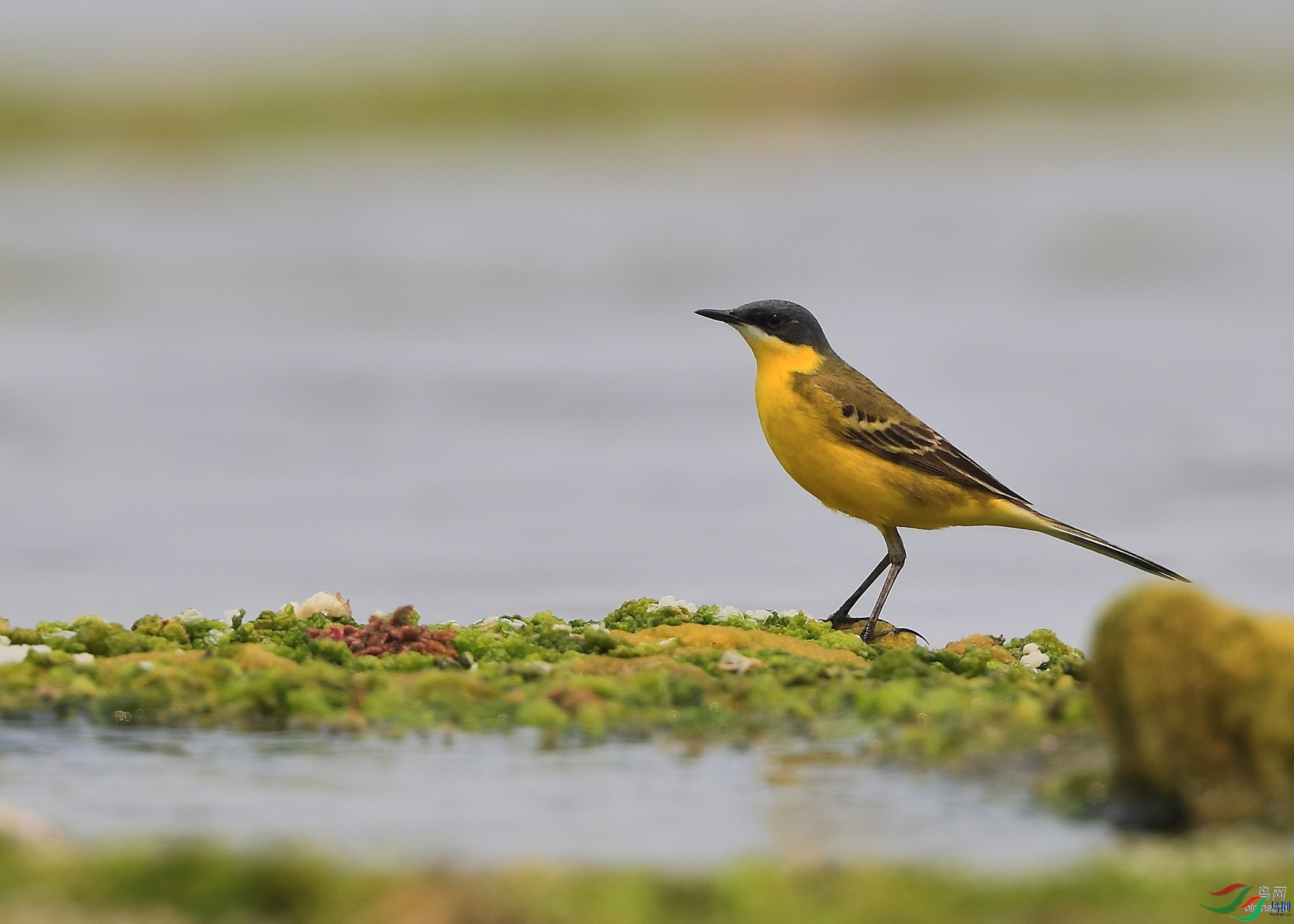 �ǲ�  ��ʦ�����ںӱ�ʡʯ��ׯ��.jpg