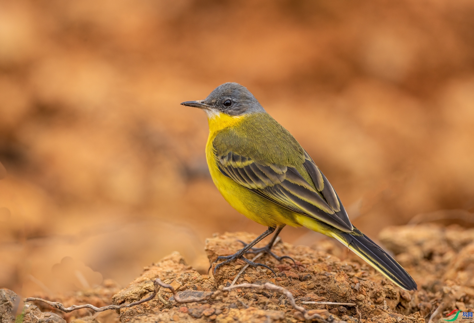 �ķ�ľ��  ��ʦ�����ڹ���׳����������ɫ��.jpg