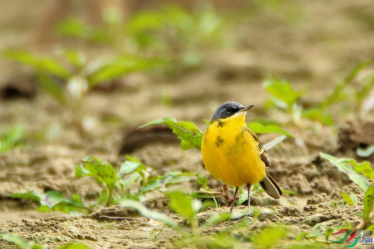 ����ͷ��  ��ʦ�����ں���ʡ������.jpg