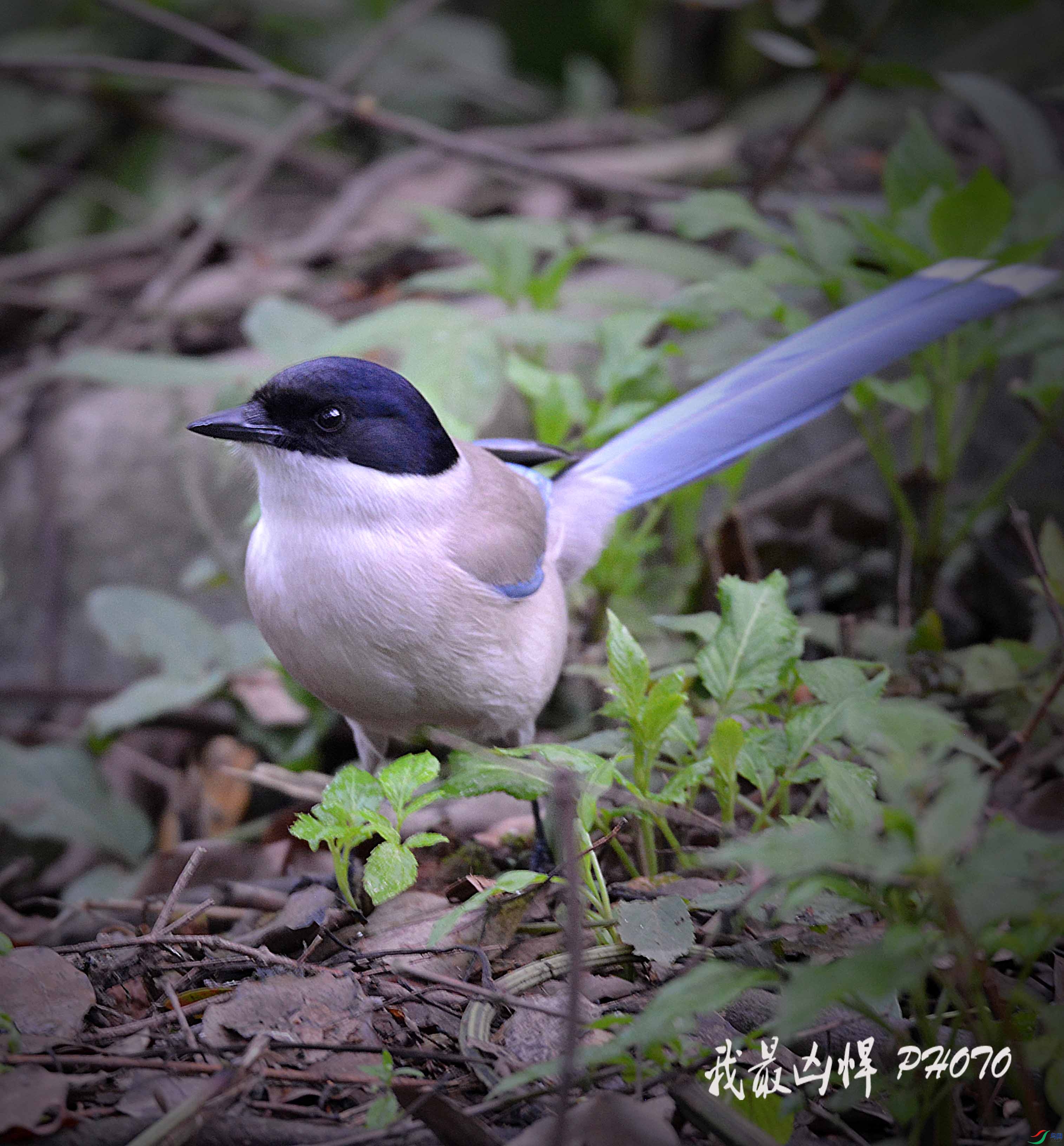 DSC_8128.jpg
