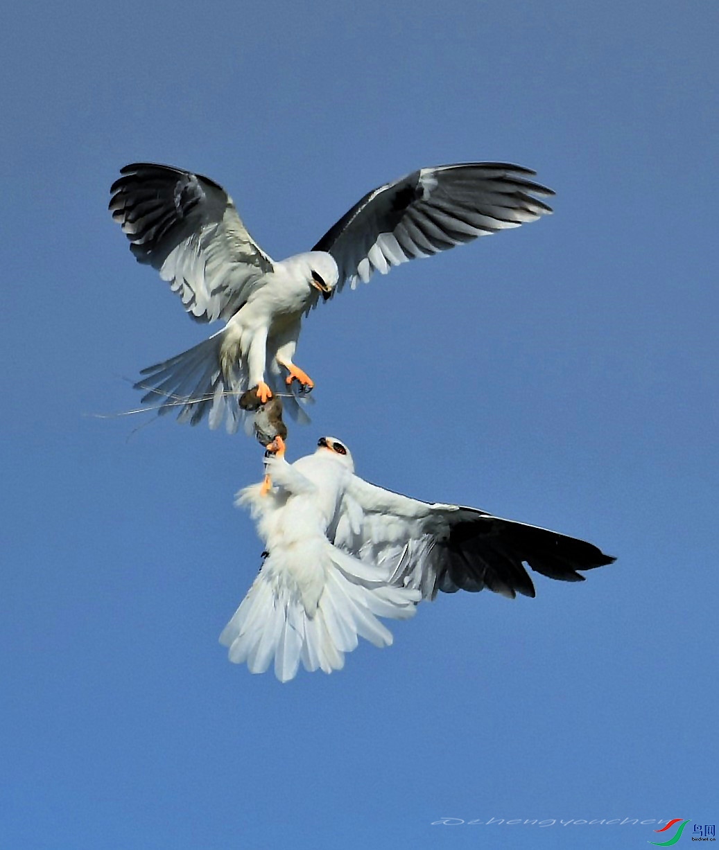 DSC_4922_37826 (4)psAA.jpg