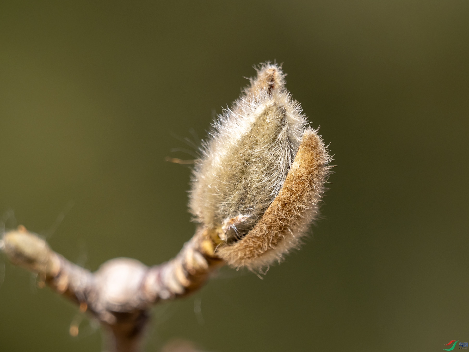 �����Ļ���