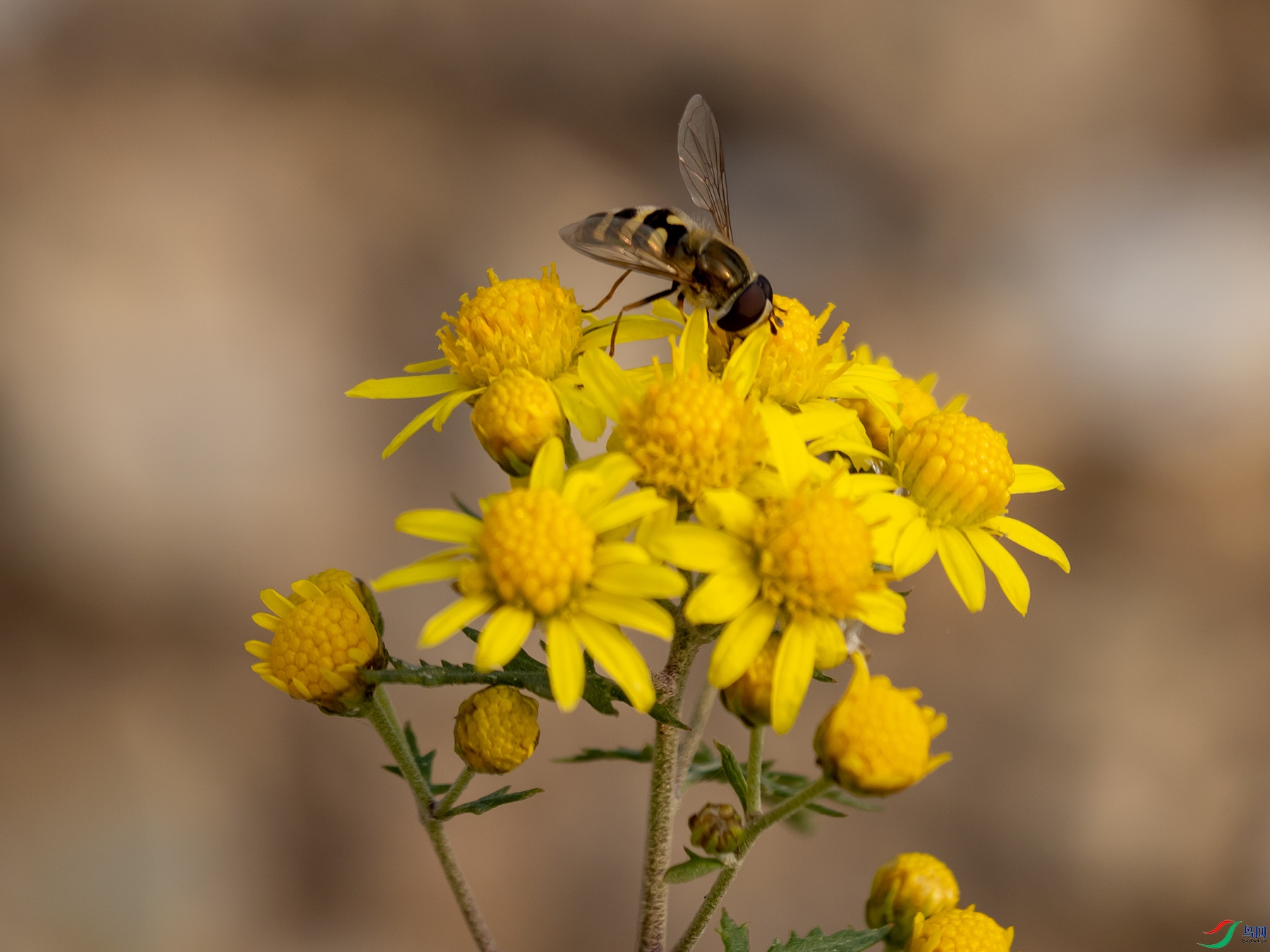 Ұ�ջ���ʳ��Ӭ