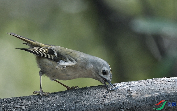 DSC_2909.JPG