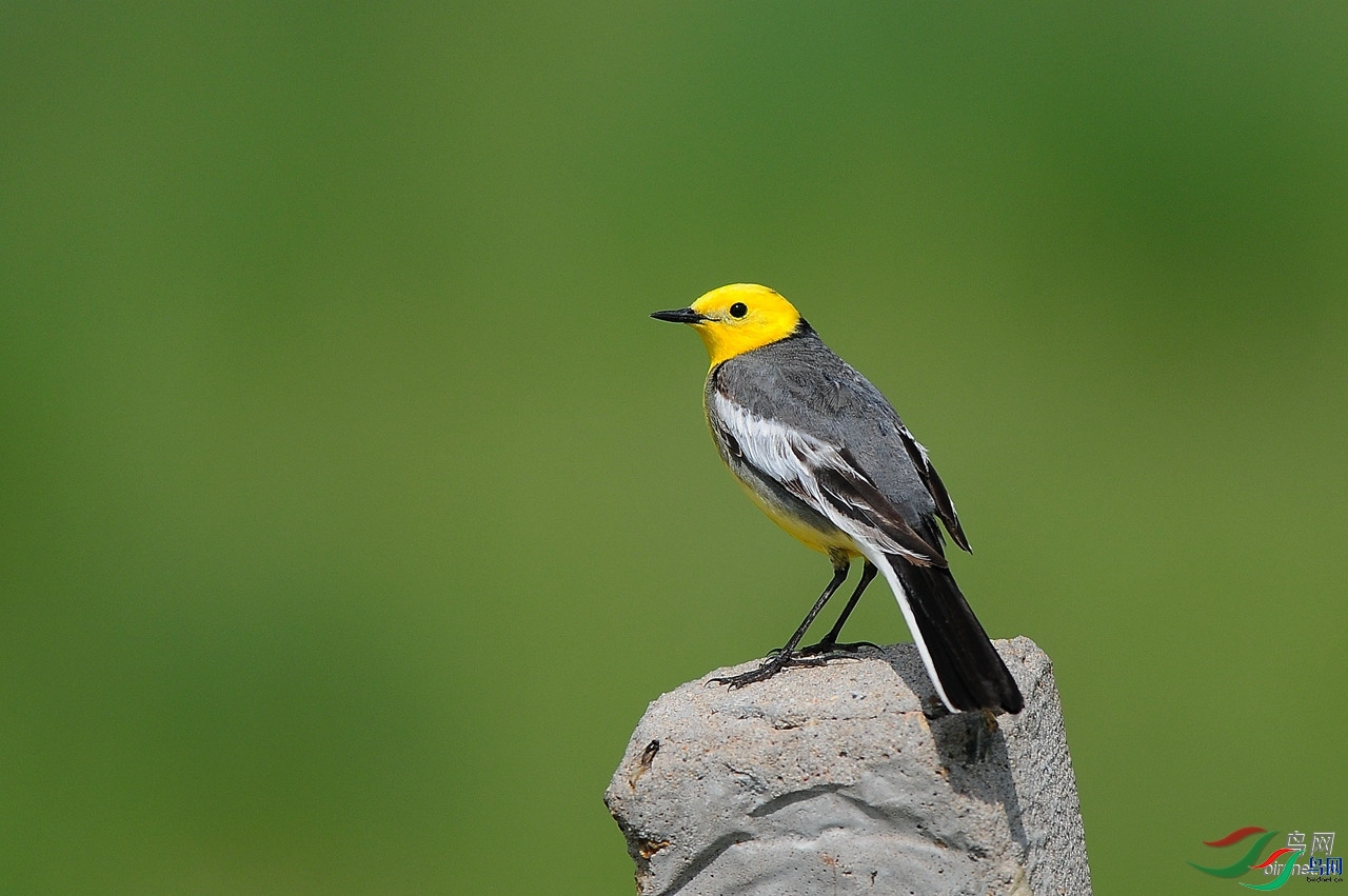 ���ɶ�  ��ʦ����.jpg