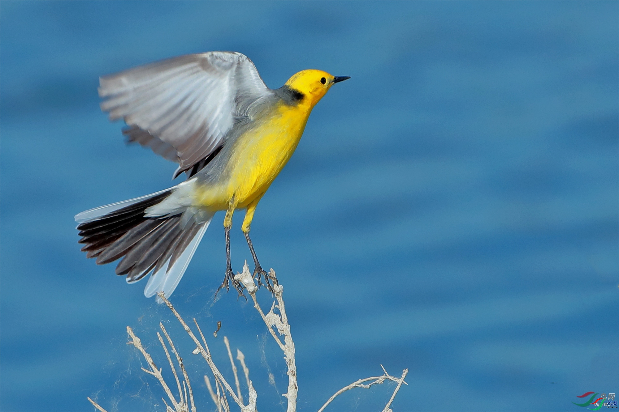 �½�����ӥ  ��ʦ�������½�**������������̩����������.jpg