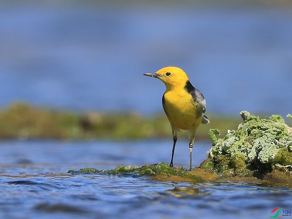 �ǲ�   ��ʦ�����ںӱ�ʡʯ��ׯ�о�����1.jpg