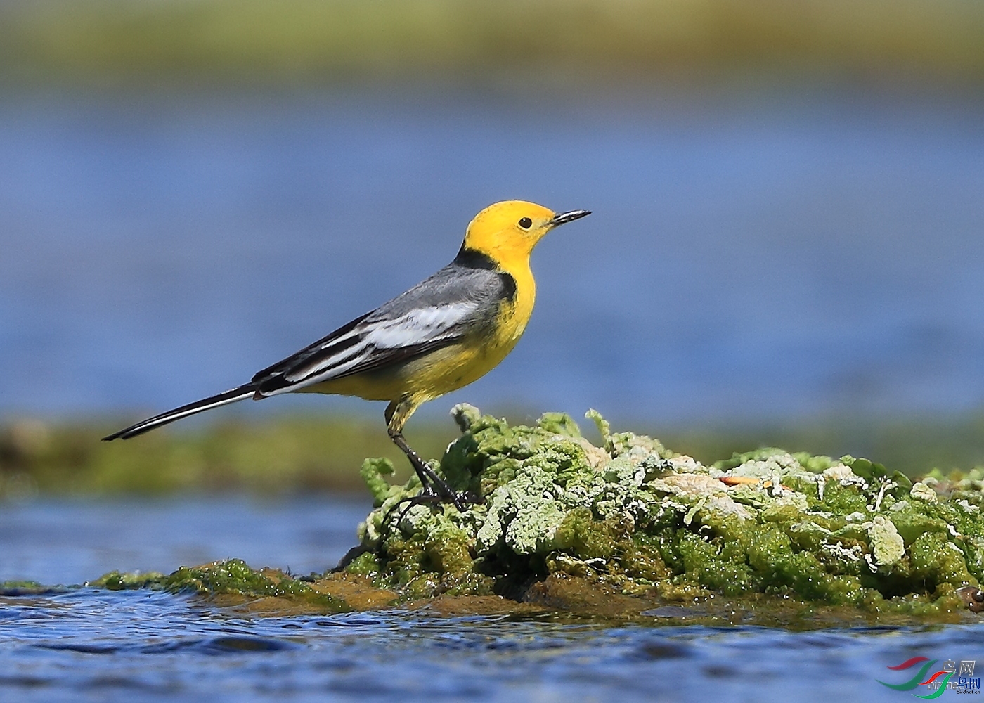 �ǲ�   ��ʦ�����ںӱ�ʡʯ��ׯ�о�����.jpg